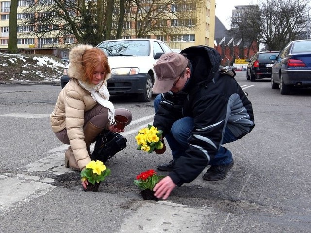 Przedstawiciele Ruchu Palikota wstawiali kwiaty w dziury w jezdni.