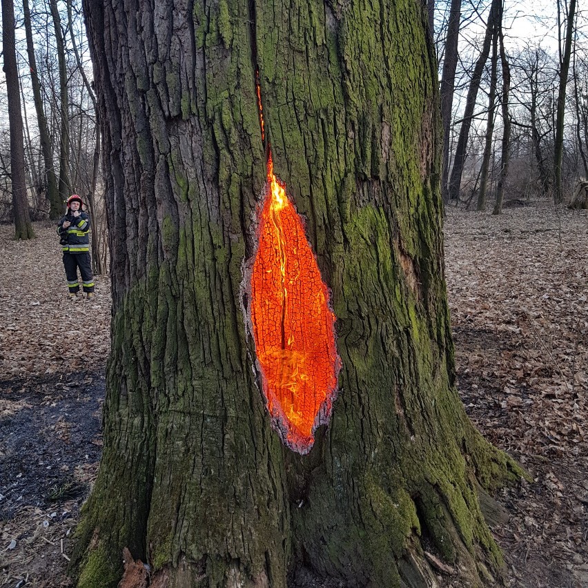 W Baranowicach ktoś podpalił pomnik przyrody - drzewo paliło się w środku ZDJĘCIA