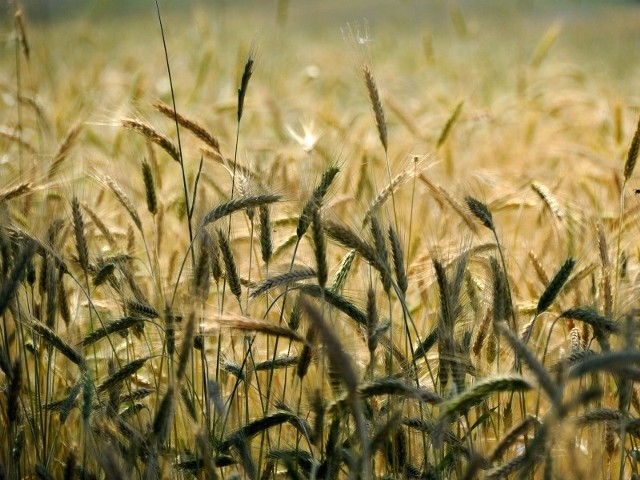 Rolnicy uprawiają coraz mniej zbóż, a coraz więcej rzepaku - wynika ze spisu rolnego. Fot. sxc.hu