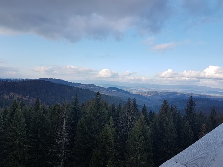 Widok z wieży na Ścieżkę w Koronach Drzew Bachledka na...