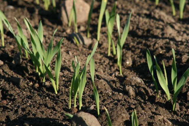 Spotkanie dla producentów zbóż i rzepaku będzie okazją do dyskusji