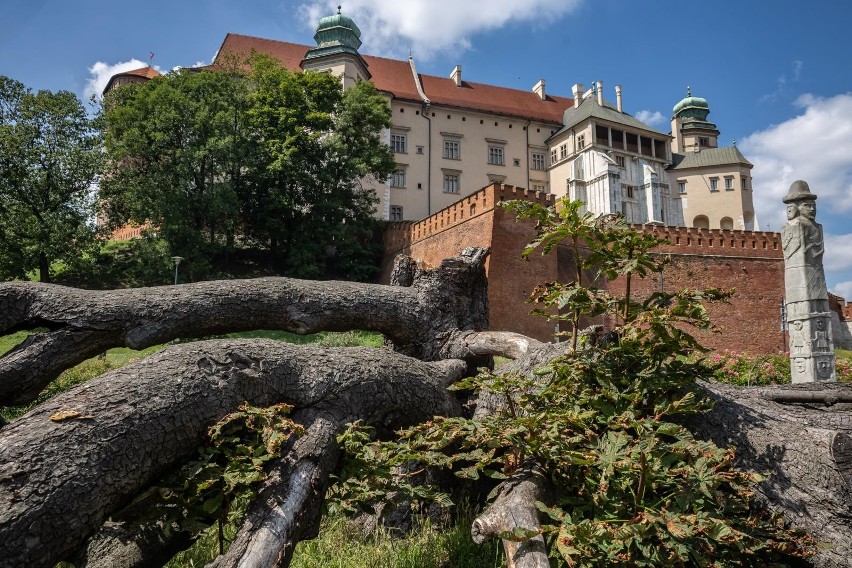 Złamany kasztanowiec - pomnik przyrody pod Wawelem jeszcze pożyje. Ale jest w bardzo złej kondycji