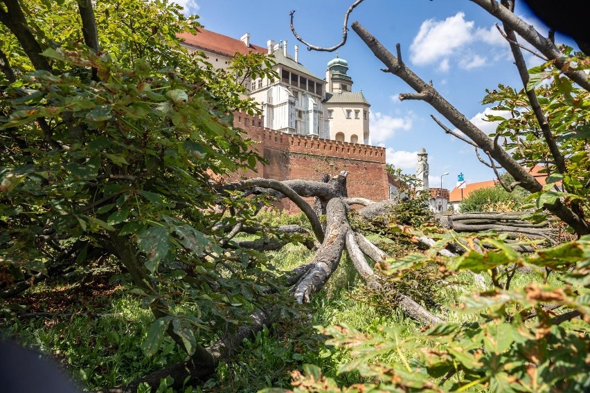 Niezwykły kasztanowiec ucierpiał podczas burzy z początku...