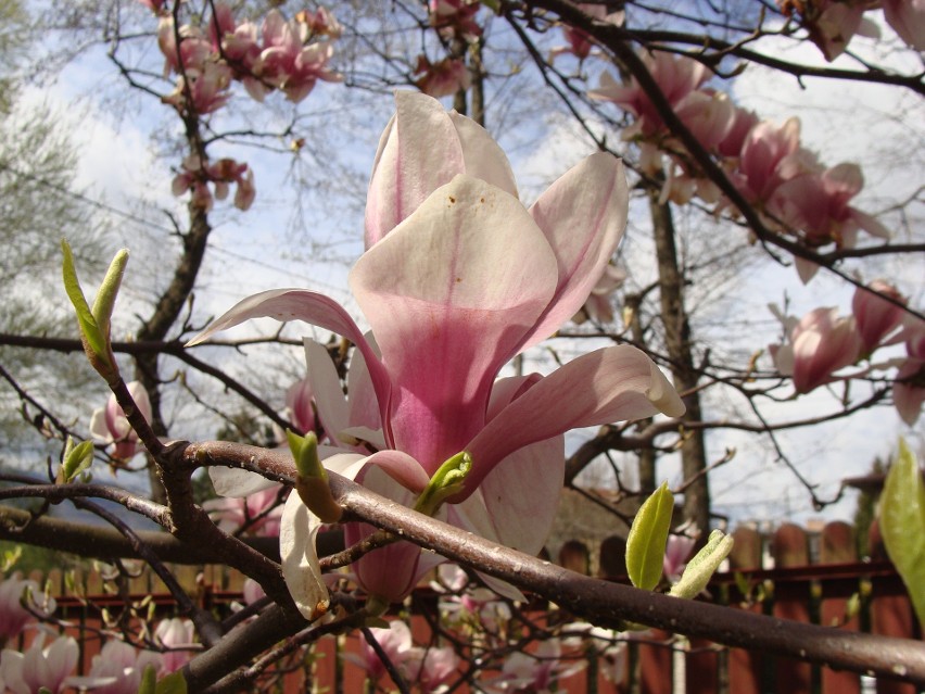 Magnolie mają sporo gatunków, a jeszcze więcej odmian....