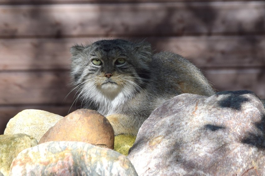 Na początku tygodnia poznańskie zoo przyznało, że z terenu...