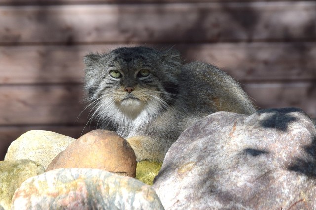 Na początku tygodnia poznańskie zoo przyznało, że z terenu ogrodu uciekł manul stepowy. To jeden z sześciu kotowatych, które w maju urodziły się w zoo.