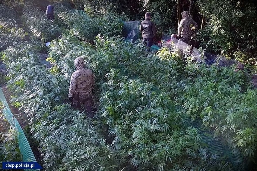 Pola marihuany pod Chełmżą: młodzi "ogrodnicy" zostają w areszcie! Prokuratura nie ma innych podejrzanych