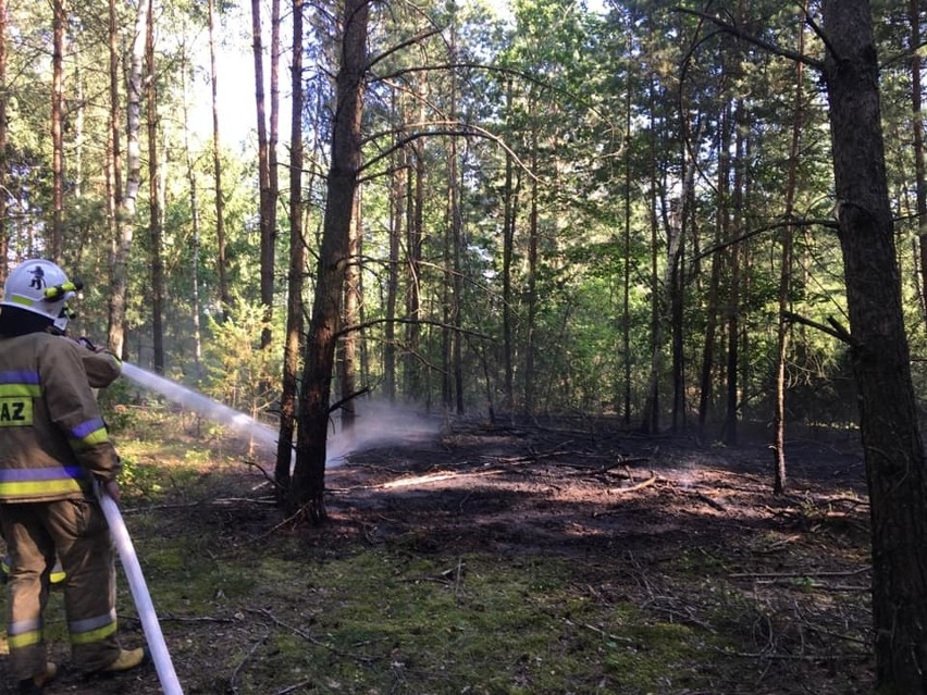 Nowiny Kasjerskie. Pożar lasu gasili strażacy z OSP Knyszyn (zdjęcia)