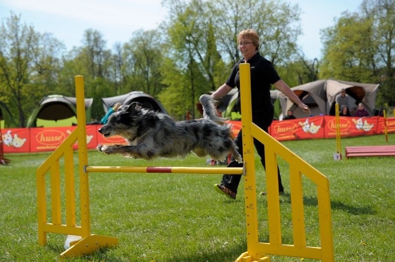 Supraśl. Zawody Agility Podlasie 2014. Ponad 80 psów rywalizowało na torze przeszkód (zdjęcia, wideo)