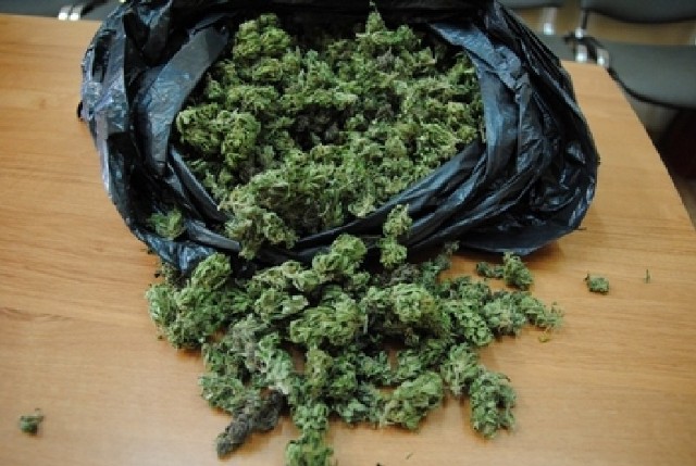 W mieszkaniu 40-latka w okolicy skrzyżowania ul. Tuwima z ul. Struga policjanci znaleźli 15 kg marihuany przygotowanej do sprzedaży.