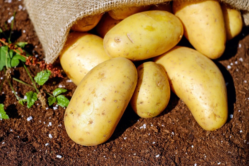 Dopłaty można uzyskać sadząc ziemniaki - wykorzystując do...