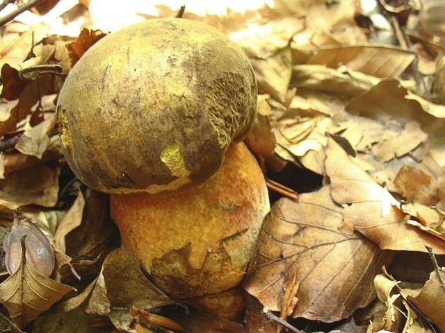 Pora grzybobrania to jesień, ale grzyby dobrze jeść przez cały rok, na przykład hodowlane. Fot. www.sxc.hu  
