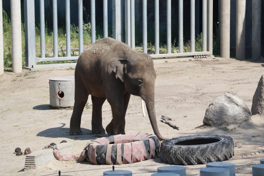 Trzeci słoń w Orientarium w Łodzi. W zoo będą wychowywane młode słonie   