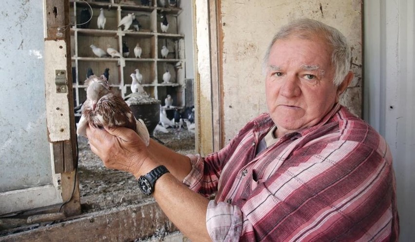 Pan Bogdan od 40 lat hoduje gołębie, a sąsiedzi to...