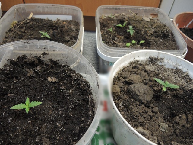 Narkotyki w Kolnie i w Suwałkach. Policja zatrzymała plantatora (zdjęcia)
