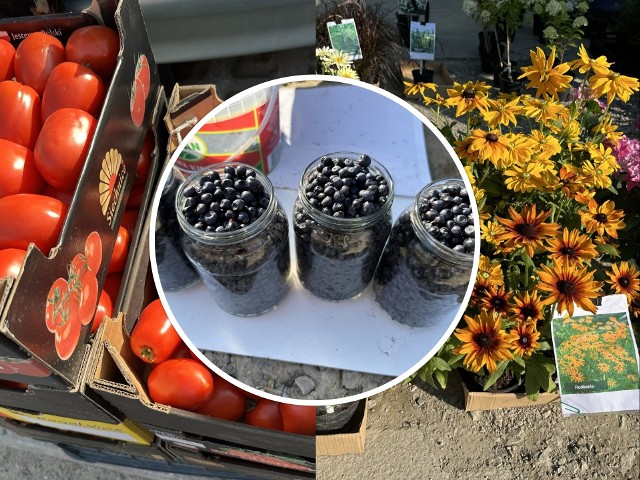 W jakiej cenie na giełdzie w Sandomierzu można kupić jagody, pomidory i rośliny?