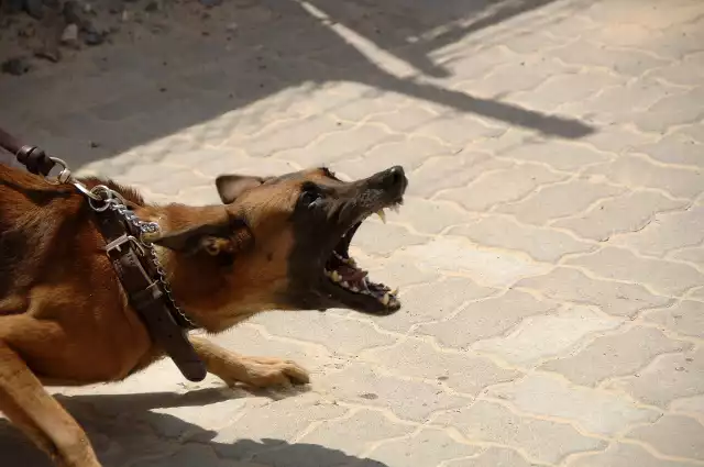 Weterynarz założył na osiedlu specjalną klatkę, w którą może złapać się agresywny pies.