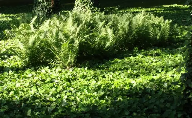 Rośliny zimozielone, takie jak np. bluszcz, sprawią, że nasz ogród będzie zielony o każdej porze roku.