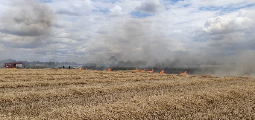 Pożar prasy rolującej i 3 hektarów słomy w Ciasnej...