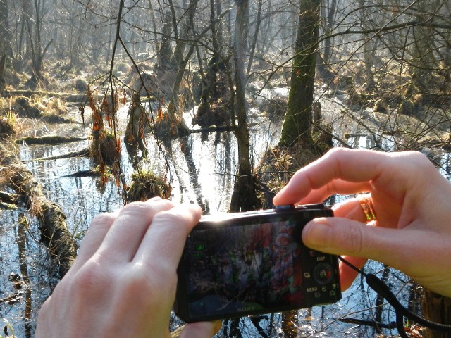 Mokradła to cenny element środowiska naturalnego. Na zdjęciu rezerwat Aleksandrowo w pobliżu Bydgoszczy