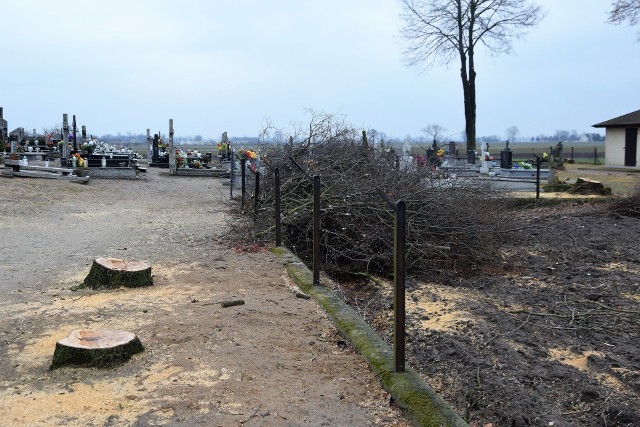 Do tej pory wyciętych zostało ponad 20 drzew na terenie cmentarza. W planach do usunięcia jest jeszcze kolejnych 10. Sadzenie nowych zacznie się jesienią br. lub wiosną roku przyszłego