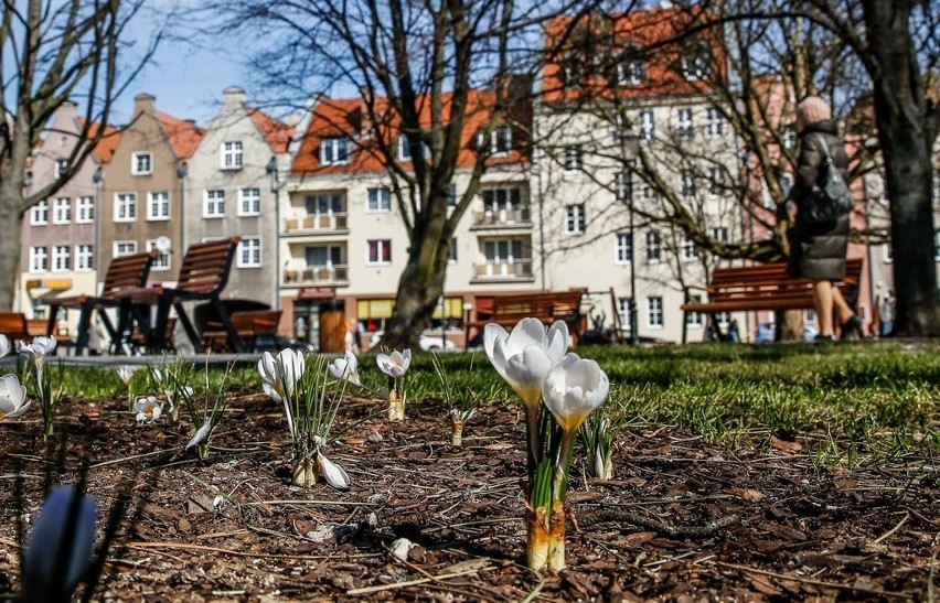 Wiosna w mieście - Gdańsk jest piękny! Te zdjęcia zachwycają - sprawdź, jak kwitnąco wygląda miasto w słoneczny dzień