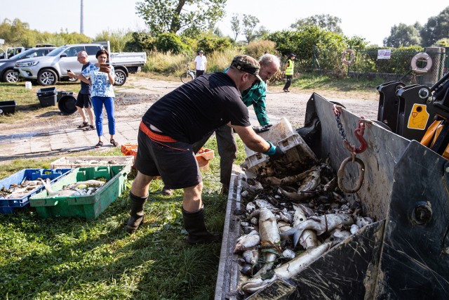 Kolejna teza tłumacząca śnięcie ryb w Odrze to spływające rzeką algi zawierające toksyczne związki