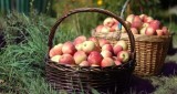 W gminie Wejherowo rozdadzą 20 ton jabłek!