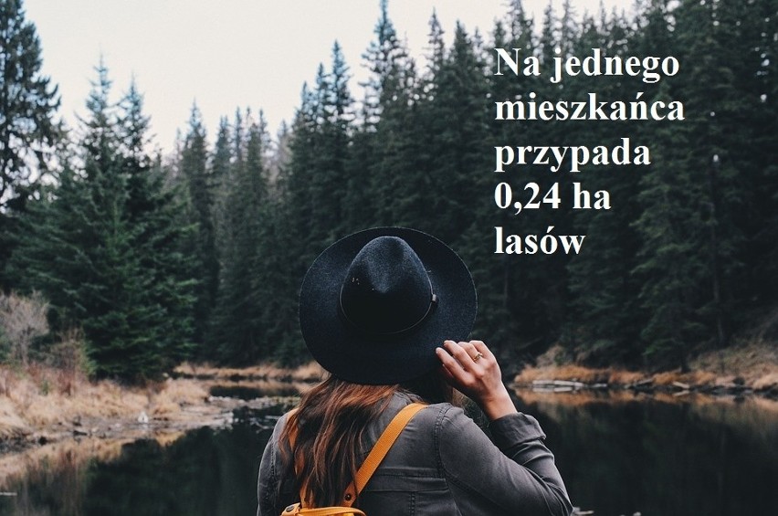 Na Dzień Lasów - polski las w liczbach [zdjęcia]