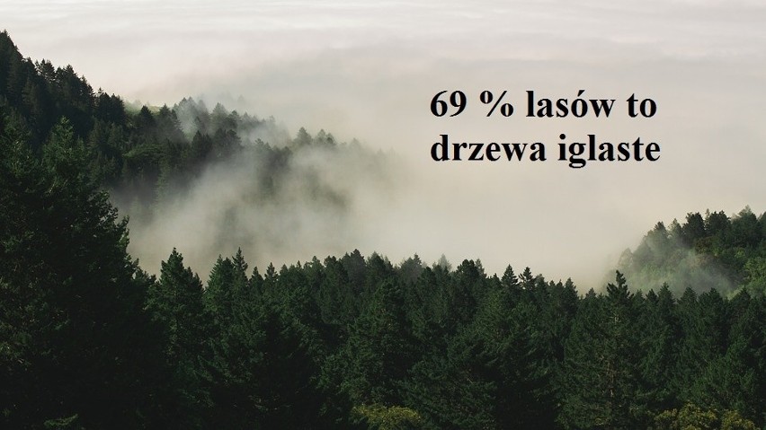 Na Dzień Lasów - polski las w liczbach [zdjęcia]
