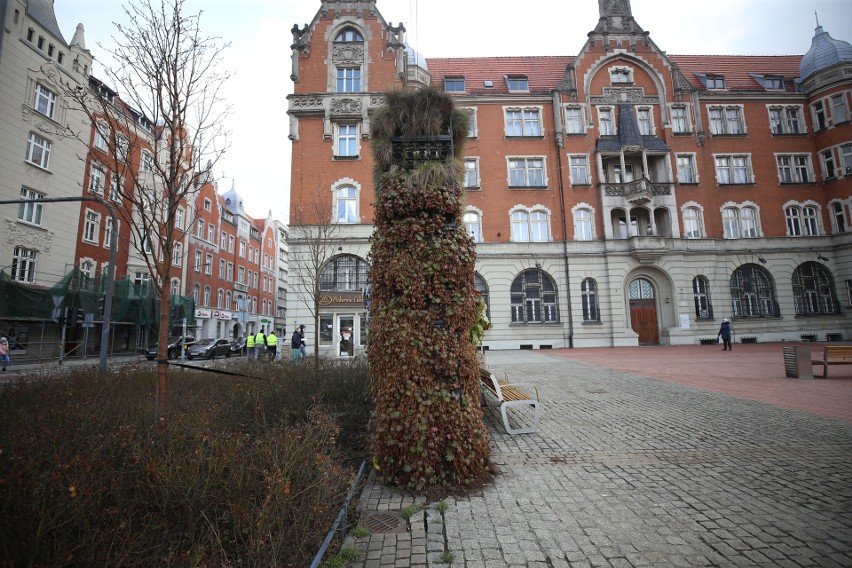 Zielona ściana na rynku w Katowicach