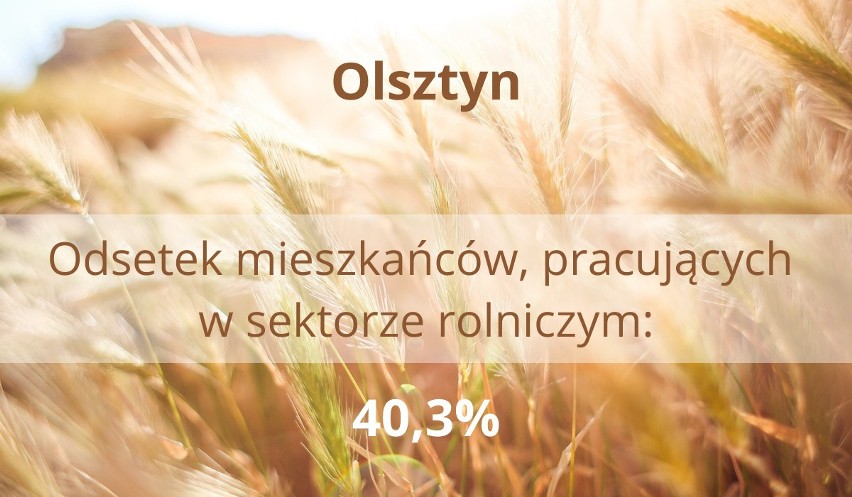 Gdzie jest najwięcej rolników w Śląskiem? Rolnictwo, leśnictwo, łowiectwo i rybactwo - kto się tym zajmuje w naszym regionie?
