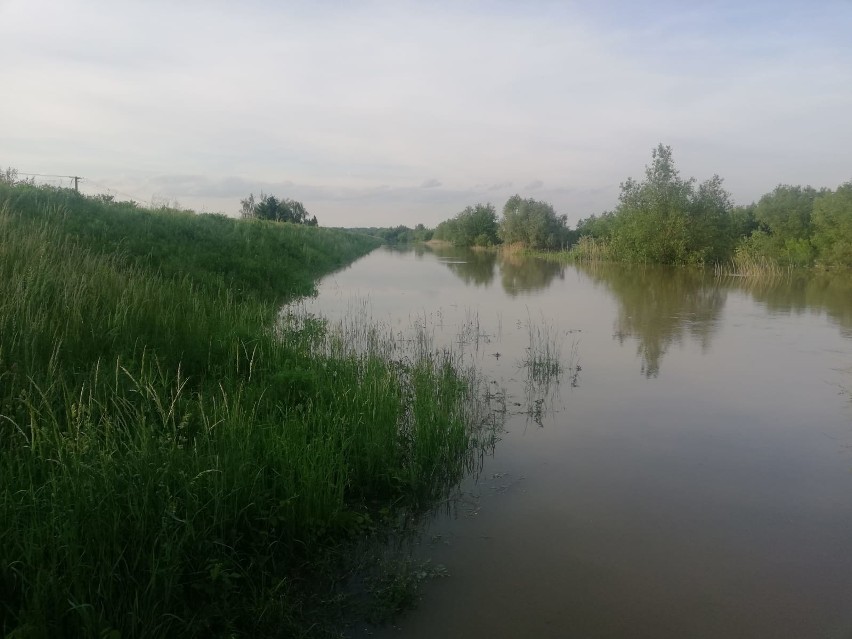 Powiat sandomierski po wielkiej wodzie. W wielu gminach duże straty. Woda zalała wiele hektarów upraw (DUŻO ZDJĘĆ)