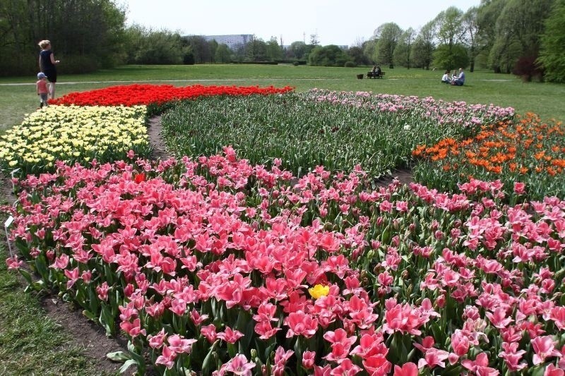 Tulipany zakwitły w „botaniku”. Warto się wybrać w ten weekend [zdjęcia]