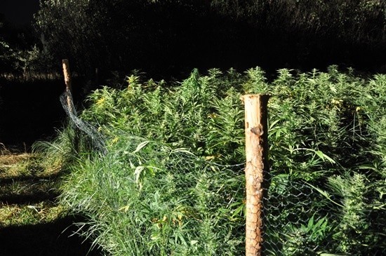 Plantacja marihuany w Opocznie. Policjanci zabezpieczyli 1200 krzewów konopi indyjskich [ZDJĘCIA]
