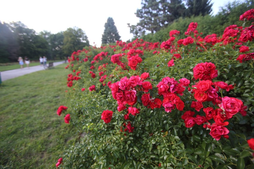 Rosarium w Parku Śląskim wygląda zachwycająco! Byliście tam już tego lata? Koniecznie zobaczcie zdjęcia 