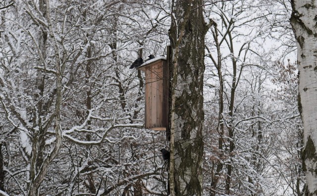 Tegoroczne Ptakoliczenie, które odbyło się pod koniec stycznia, zanotowało wzrost liczebności i różnorodności gatunków na terenie Sosnowca. Zobacz kolejne zdjęcia. Przesuwaj zdjęcia w prawo - naciśnij strzałkę lub przycisk NASTĘPNE
