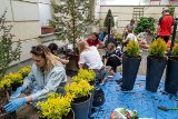 Ogrody społeczne w Łodzi. Trwa nabór wniosków do miejskiego programu "Ogrody społeczne" w Łodzi 