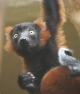 Lermur Eco z łódzkiego zoo zamieszkał na Madagaskarze i będzie ratował swój gatunek! Jego towarzyszka pochodzi z Niemiec