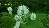 Fotergilla większa – efektowny krzew o puszystych kwiatach miodem pachnących