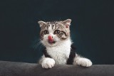 Światowy Dzień Kota. Naukowcy tłumaczą dziwne zachowania kotów