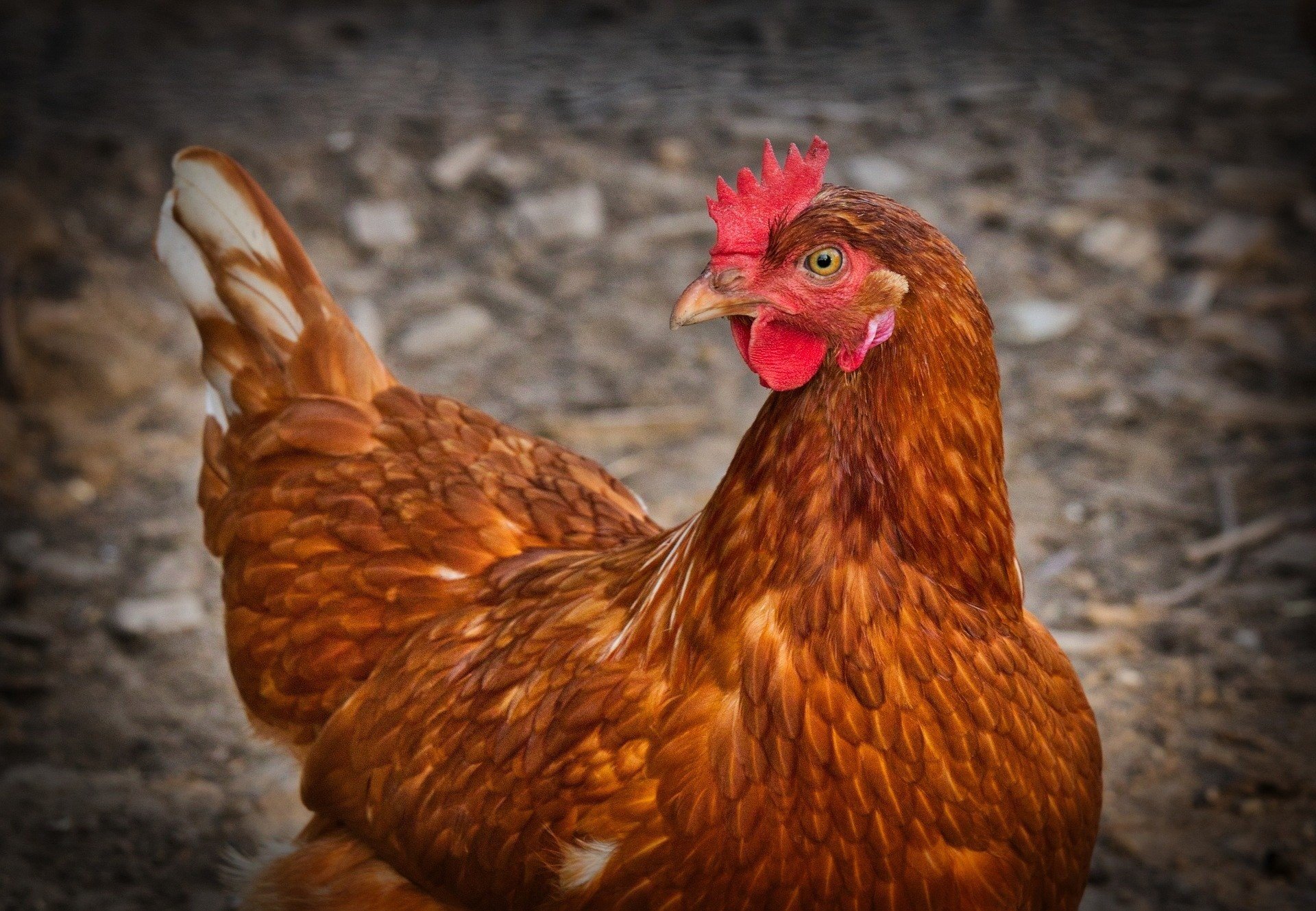 Objawy ptasiej grypy to m.in. brak apetytu i drgawki u kur, kaczek, indyków  czy gęsi. Jak rozpoznać chorobę? | Strefa Agro