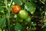 Pomidory wciąż nie dojrzewają i są zielone? Sprawdź dlaczego. Być może popełniasz jeden z tych błędów