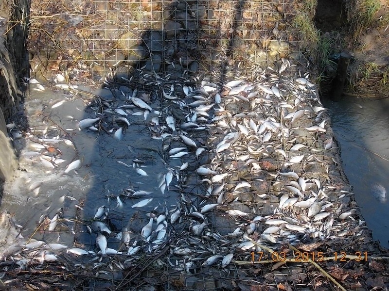 Tysiące martwych ryb w zbiorniku. Interweniowali strażnicy [ZDJĘCIA]
