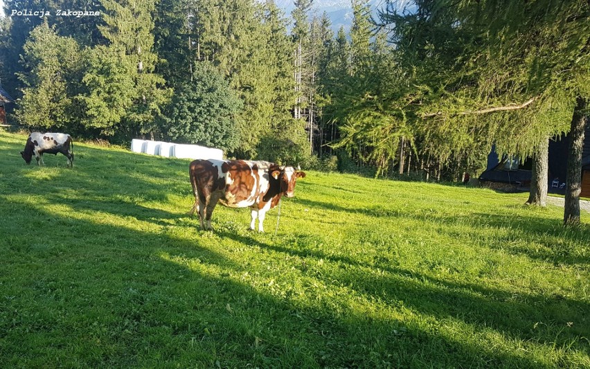 Podhale. Groźny wypadek na Gubałówce. Krowa zaatakowała 9-latkę 12 09