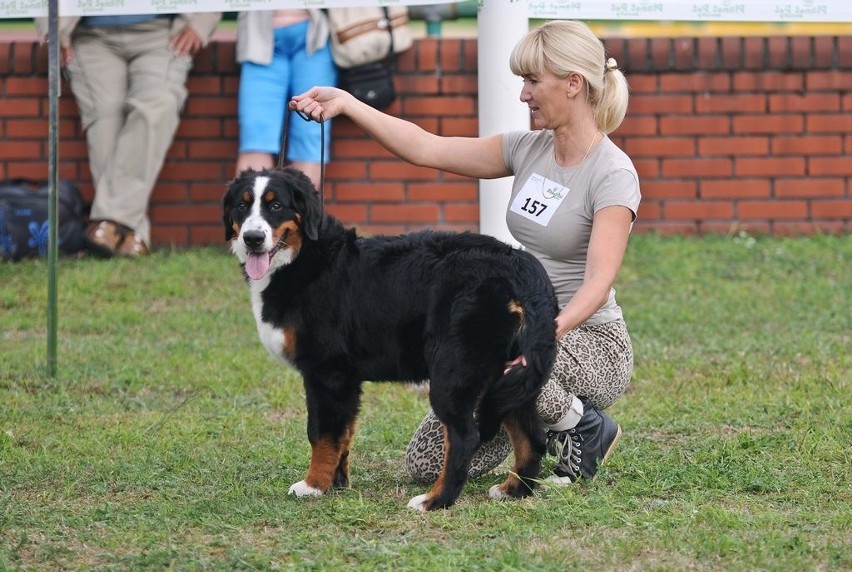 XLVII Toruńska wystawa psów rasowych...