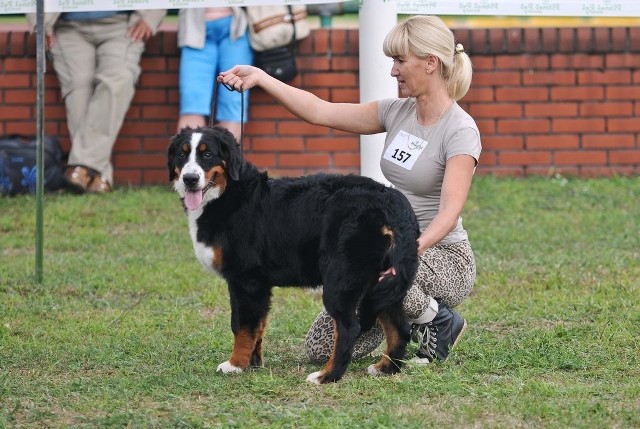 XLVII Toruńska wystawa psów rasowychNa wystawie zaprezentowano kilkadziesiąt ras ,zarówno tych popularnych, jak owczarki niemieckie, jamniki, yorki czy labradory, jak i bardzo rzadkich.