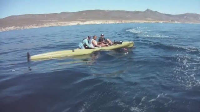 Rekin biały zaatakował kajakarzy pływających w Pacyfiku u wybrzeży Kalifornii.