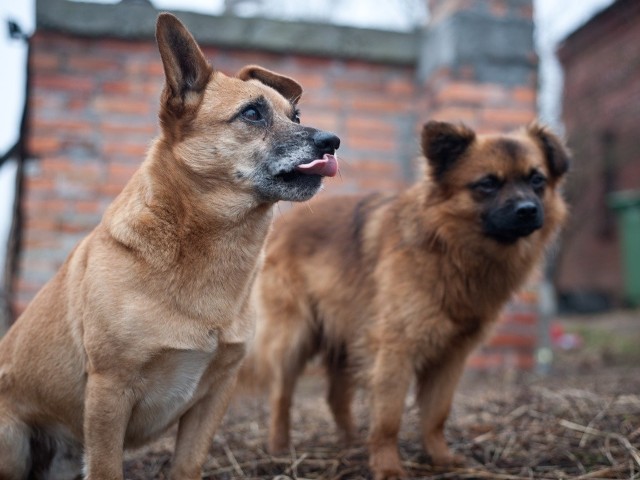 Dwaj bracia z Prądek tak lubią psy, że do niedawna mieli ich całą sforę, około trzydziestu.