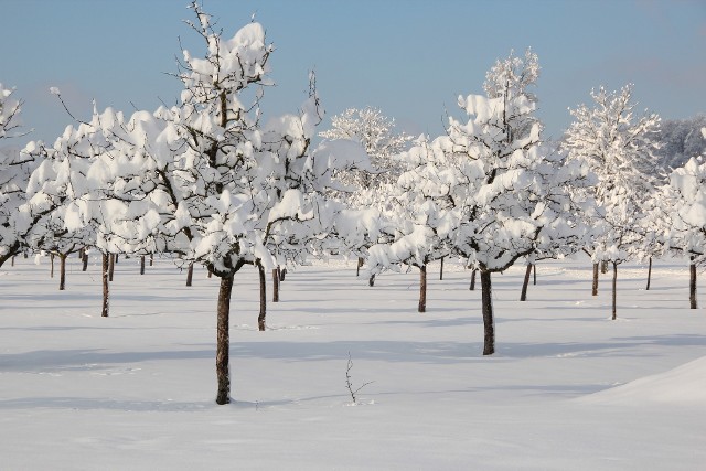 Zimą warto poświęcić nieco uwagi drzewom owocowym. Dzięki temu możemy zawczasu wykryć szkodniki, które mogą niszczyć zbiory.